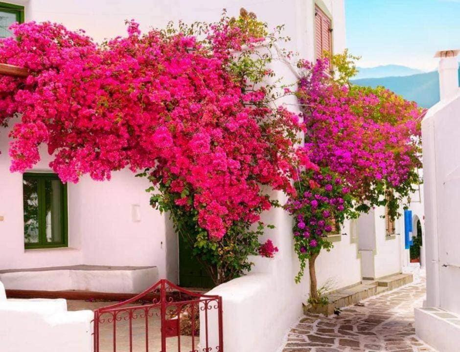 Nafpaktos Studio In Port Ιι Dış mekan fotoğraf